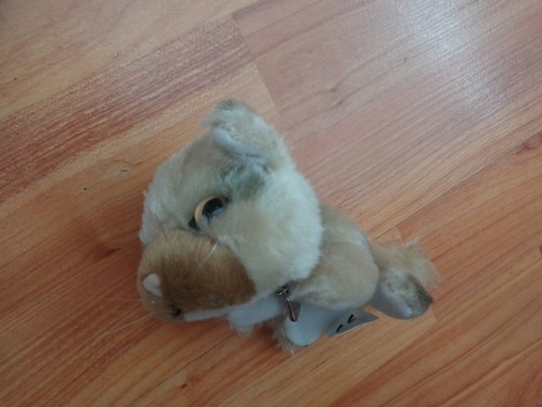 Genuine the cat - the,