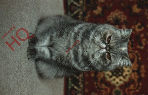Picture postcard cat exotic - postcard::cat,,