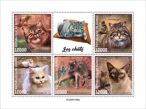 Cats exotic shorthair - shorthair, felis