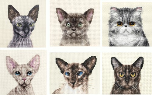 Sphynx siamese burmese - siamese,,