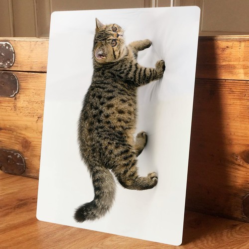 Metal wall sign cats - -,