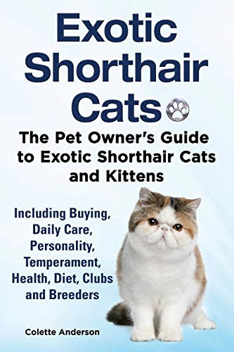 Exotic shorthair cats - exotic, pet