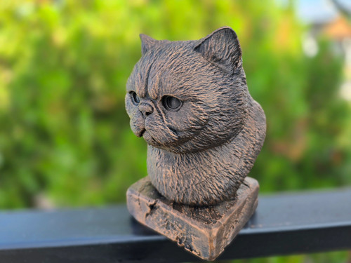 Exotic shorthair cat - exotic,