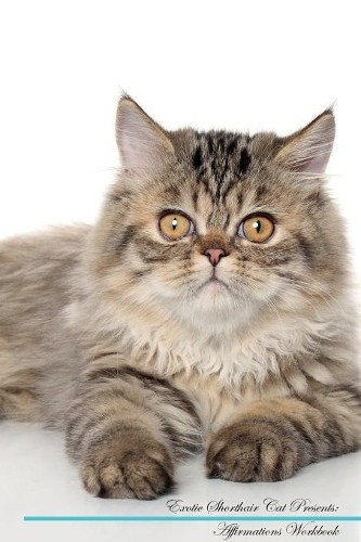 Exotic shorthair cat - exotic,
