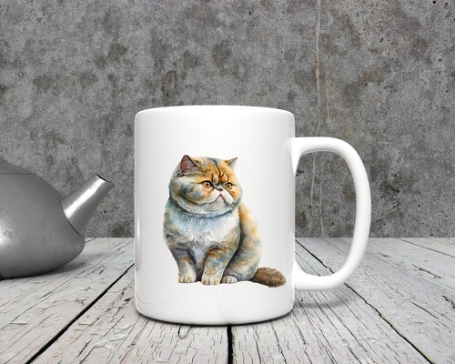 Exotic shorthair cat - shorthair,