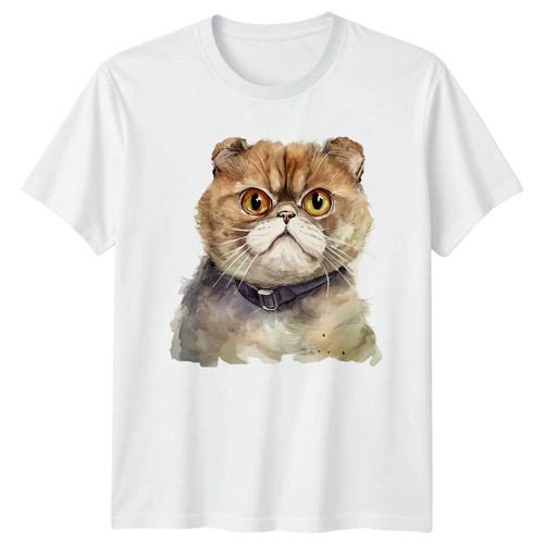 Grumpy exotic shorthair cat - shorthair,