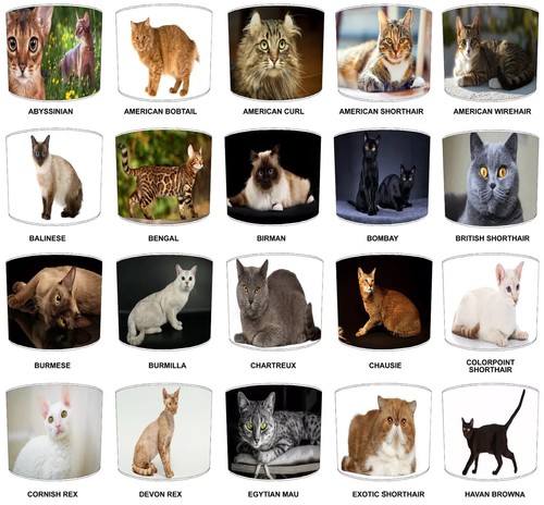Cats the world ceiling - the,