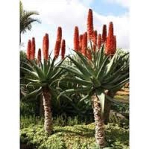Cat tail aloe - tail,
