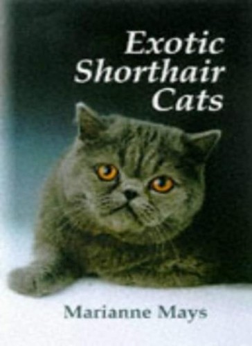 Exotic shorthair cats - exotic,