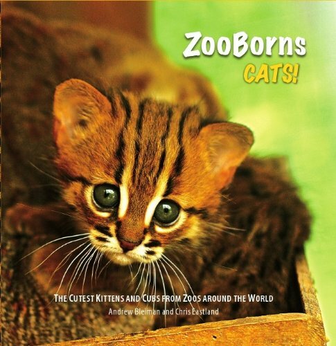 Zooborns cats the - zooborns:,