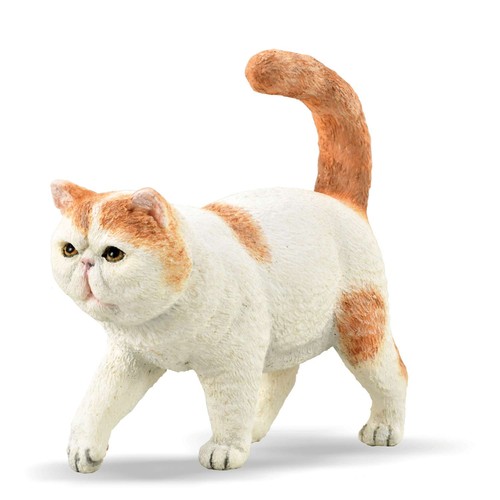Collecta exotic shorthair - exotic, cat