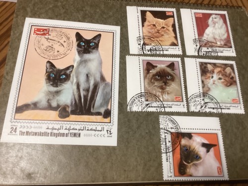 Yemen cats souvenir - yemen, and