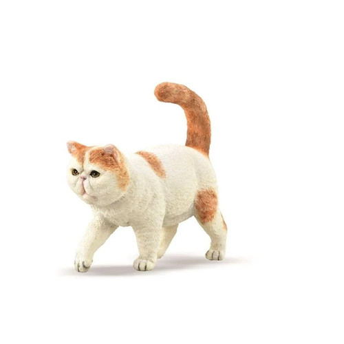 Exotic short haired cat - exotic, short-haired