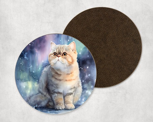 Exotic shorthair cat - exotic, winter