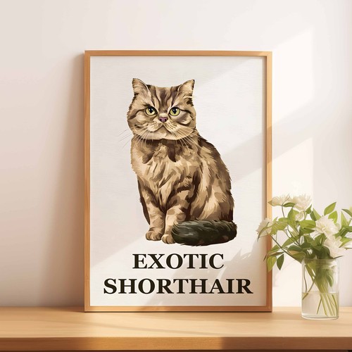 Exotic shorthair cat - a4, a5