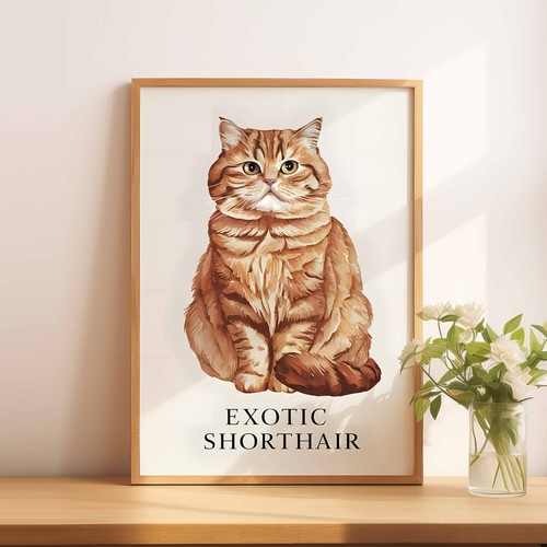 Exotic shorthair cat - a4,
